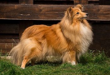 (Ashley) Flame of Fire Star on the Spirit of Cologne