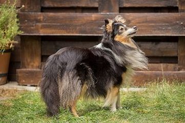 Cheyenne the Princess of the Untouchable on the Spirit of Cologne