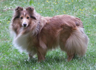 (Chipsy) Nightwind pur as Gold von Albula