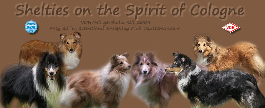 Shelties on the Spirit of Cologne