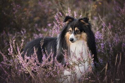 (Shadow) Kaijo vom Haubergsland
