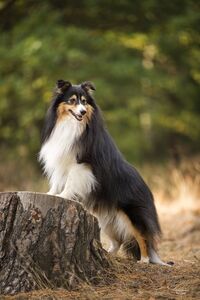 (Shadow) Kaijo vom Haubergsland