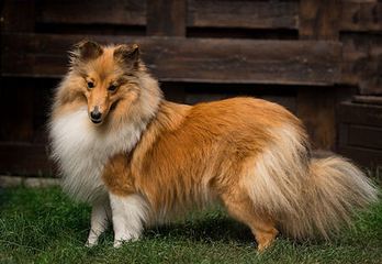 (Luna) Jamaica´s Golden Summerdream on the Spirit of Cologne