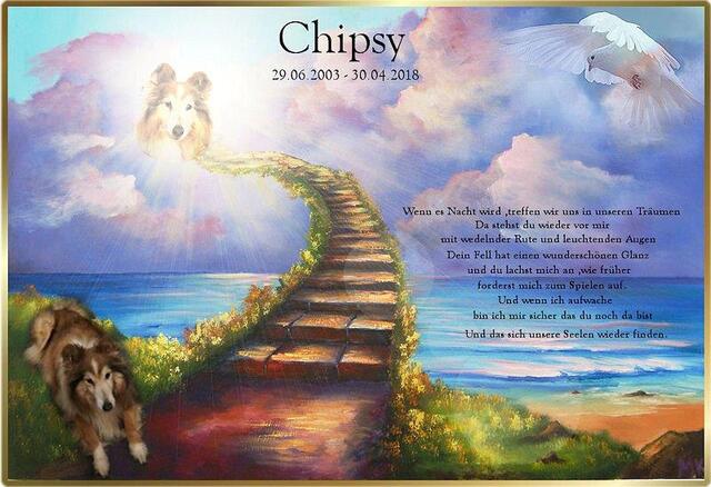 Chipsy - Nightwind pur as Gold von Albula - in Gedenken