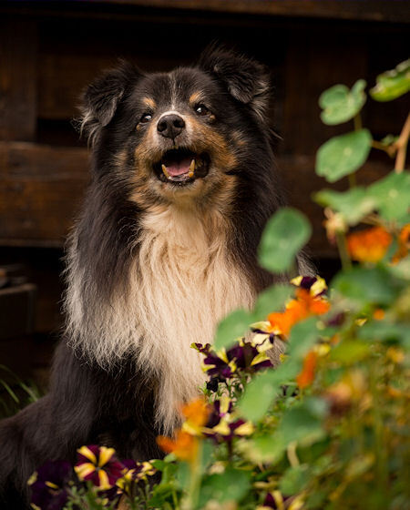 Murphy 2