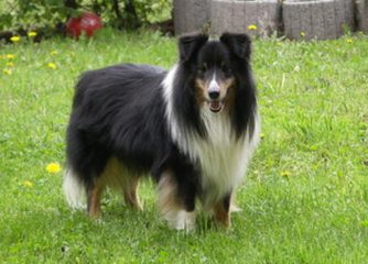 Murphy - Shandor Afternoon Delight von Albula