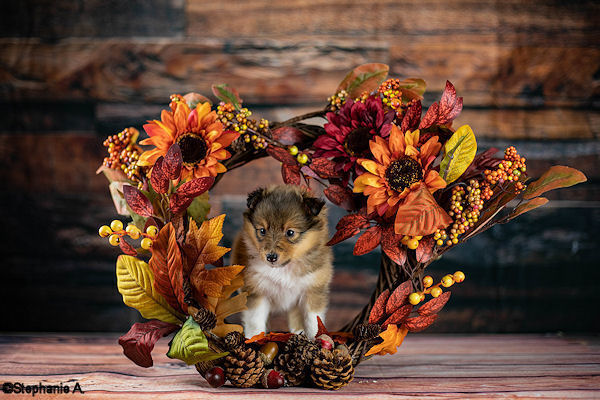 (Nevo) Nevada Nighthawk on the Hunt