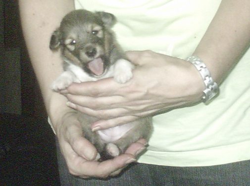 Amber in Gold 18 09 2005