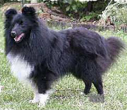 Montana Kenntucky Derby von Albula