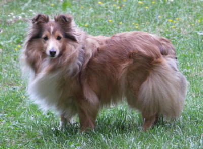 (Chipsy) Nightwind pur as Gold von Albula