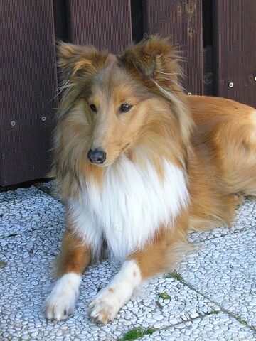 Nino