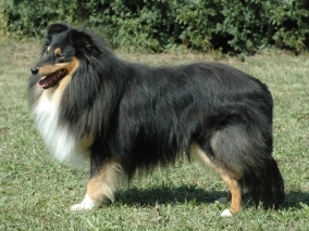 Black Willi von der Ahornallee