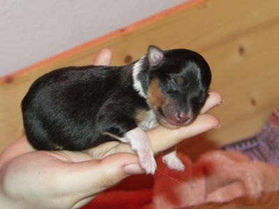 Cheyenne the Princess of the Untouchable