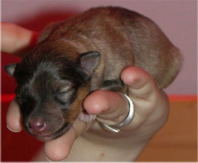 Curly-Sue the California Summerdream