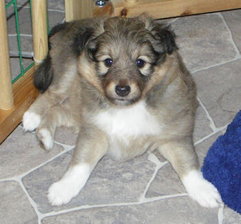 Curly Sue 2008 09 27