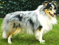 Abbi von der Rauhen Hecke