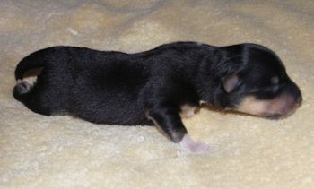 Explosion on the Fire (Bente)