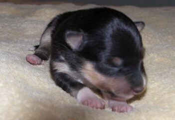 Emotion Deep Black (Mica)