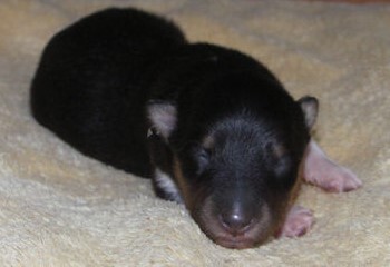 Eclipse Diamond Moonlight (Gino)