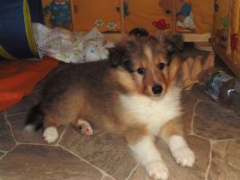 Glimmer of Hope (Hope) - 5 Wochen