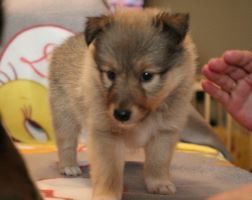 Grandios Boy of Cheyenne (Jack) - 5 Wochen