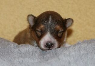 Hero of my Heart (Leon)