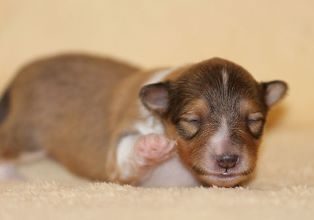 Heartbreaker of my Soul (Mylow)