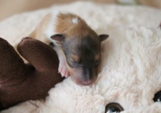 Heart of Bonfire (Theo)