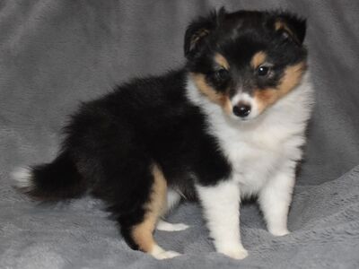 Prince Damian on the Spirit of Cologne