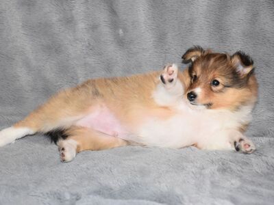 Prince perfect on the Spirit of Cologne mit 6 Wochen