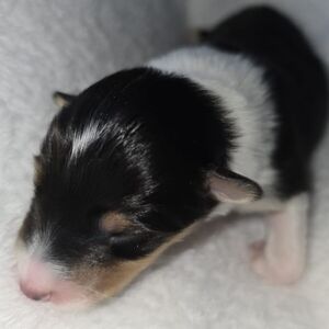 Prince Damian Sheltie Welpe 3 Tage alt in tricolor