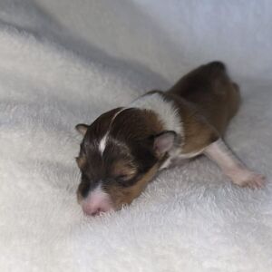 Prince perfect zobel Rüde