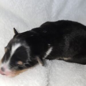 Princess cheyenne tri Hündin